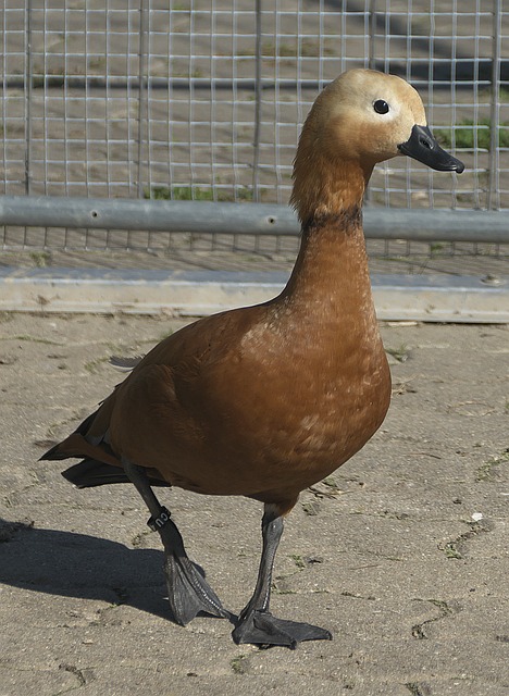 险胜某场强