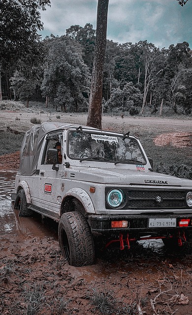 球迷和专家 球迷和专家